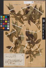Foto von Salix fragilis L.